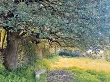 le bel arbre et son petit banc parc de l'Abbaye